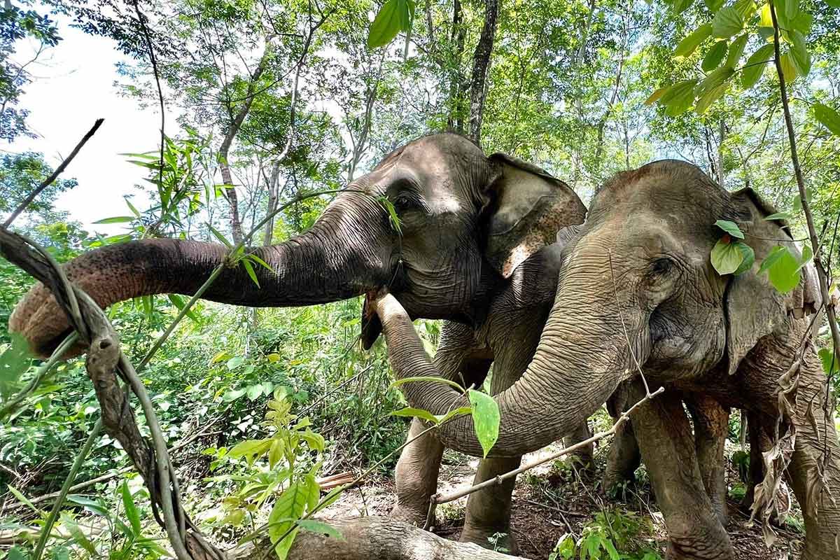 Boon Lott’s Elephant Sanctuary BLES King Living Foundation King